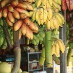 Några av alla tillgängliga banansorterna på Sri Lanka